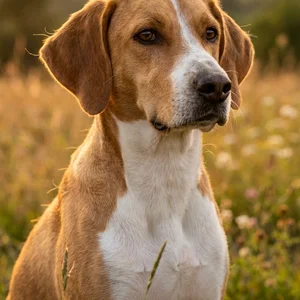 American Foxhound