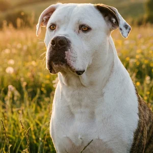 American Bulldog