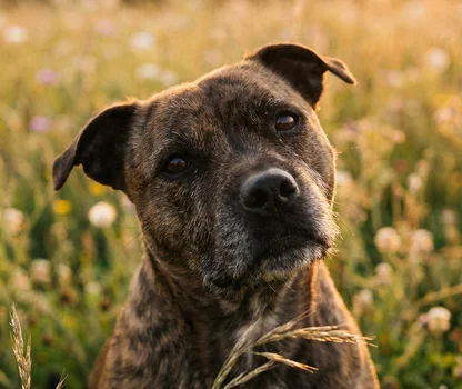 Staffordshire Bull Terrier